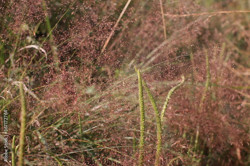 Latvia, grass