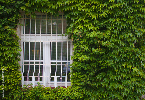 Fenster mit wei  en Fenstergittern im gr  nen Efeu