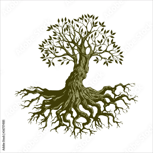 Root Of The Tree logo illustration. Vector silhouette of a tree, green forestry strong root tree logo, High detail illustration of an old olive tree, hand drawn, vector.