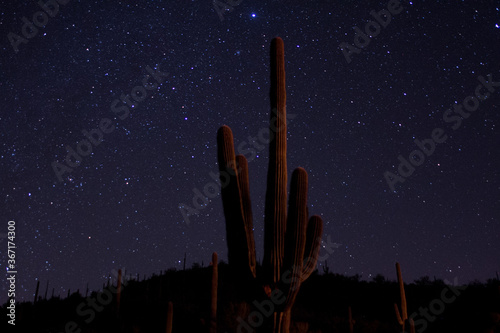 Desert Saguaro cactus on a starry night
