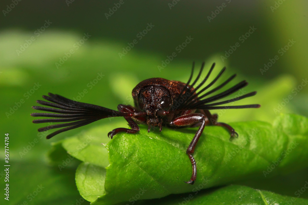 Naklejka premium fly on leaf