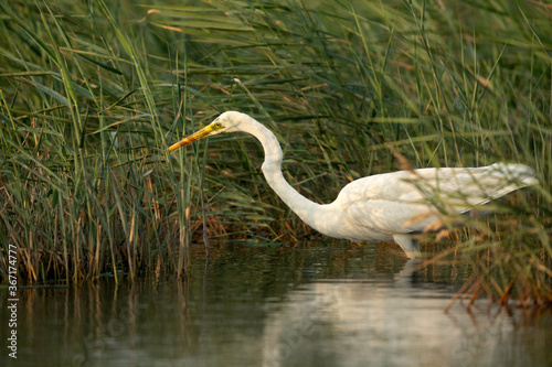 Great Egret fishing  Bahrain