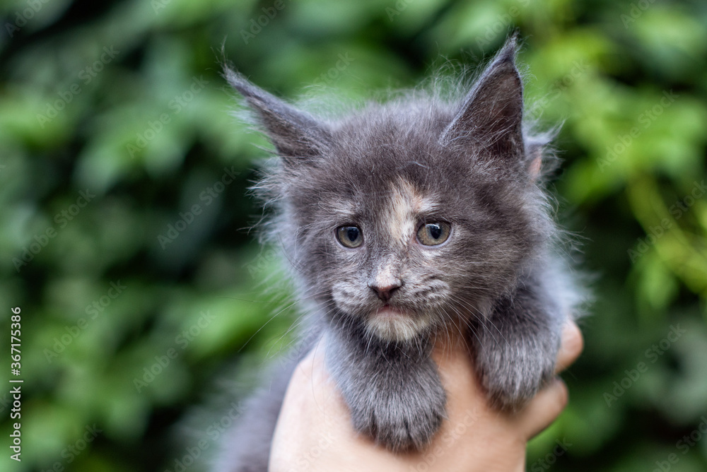 A lovely month old maine coon kitten in hands on green leaves background, outdoors. A lovely month old maine coon kitten in hands on green leaves background, outdoors.