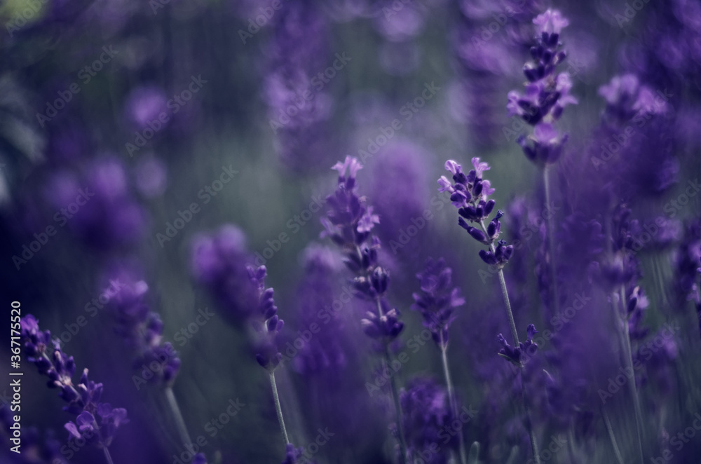 Naklejka premium lavender