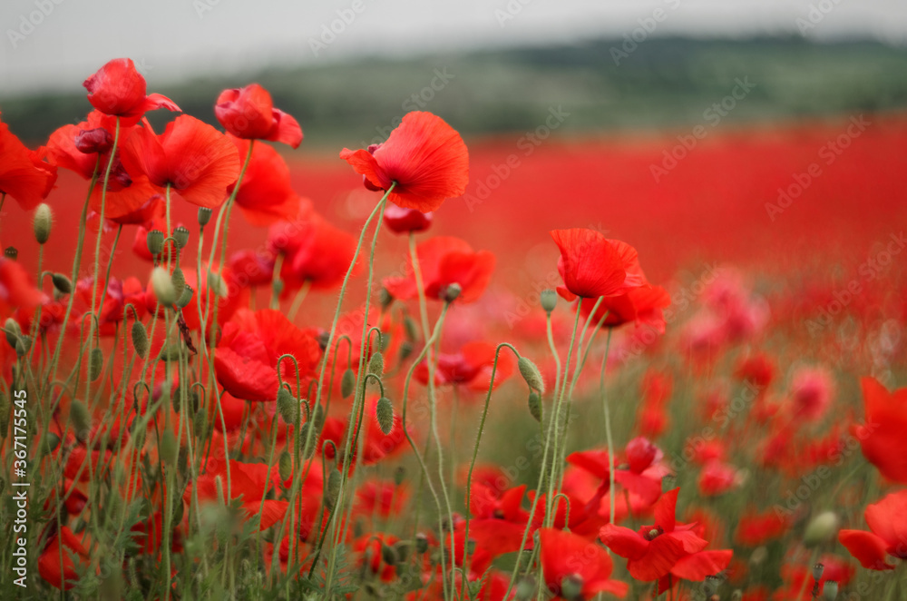 Fototapeta premium poppy field