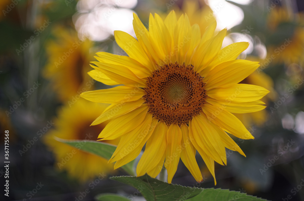 Fototapeta premium sunflower