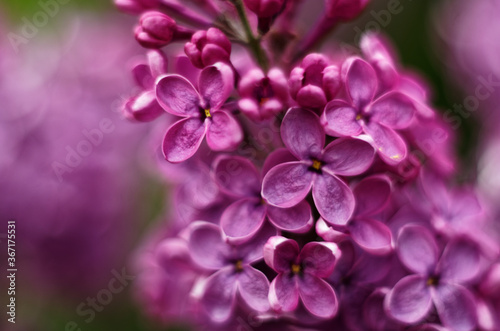 lilac macro