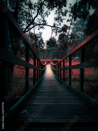 Bridge in the forest