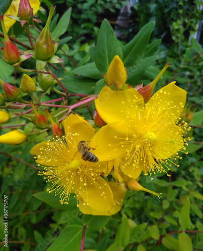 St. John's wort. The bee sits on large yellow flowers with leaves.  Hypericum hircinum