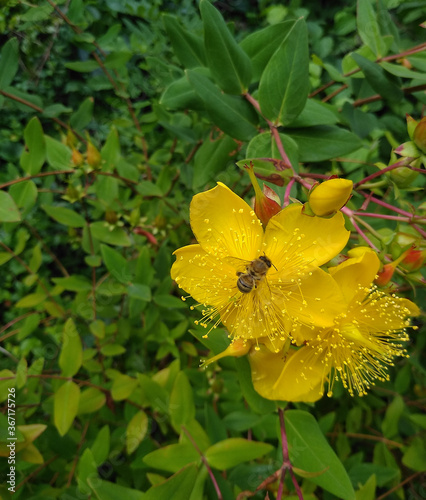 St. John's wort. The bee sits on large yellow flowers. Hypericum hircinum