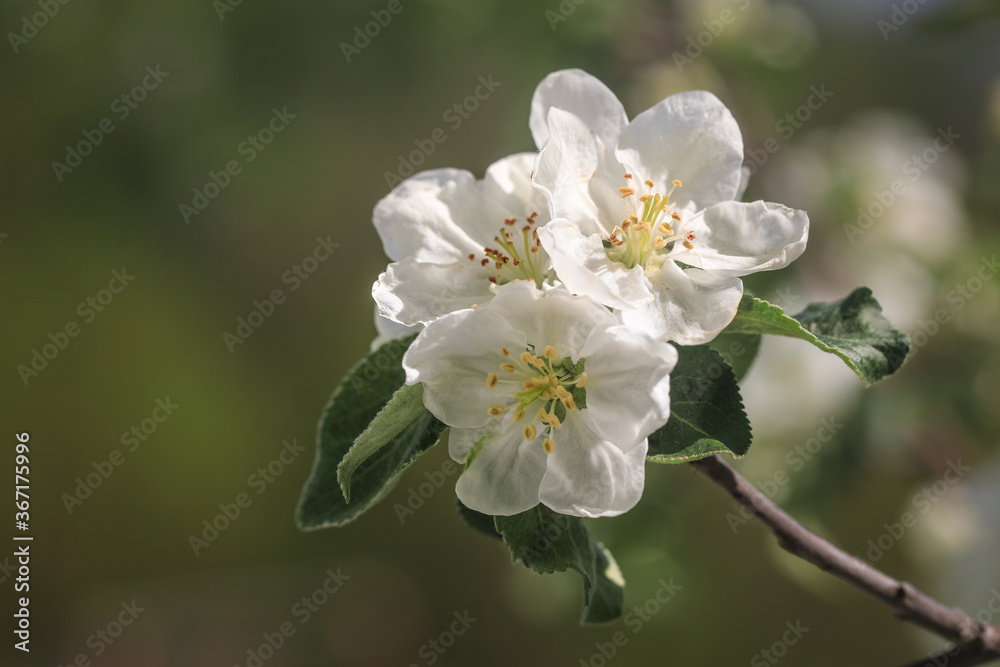 apple tree blossom apple tree blossom