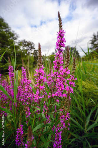 Bright pink flowers in Dulwich Park.  This public park is a large open space for local people in Dulwich Village. Dulwich is in south London.  photo