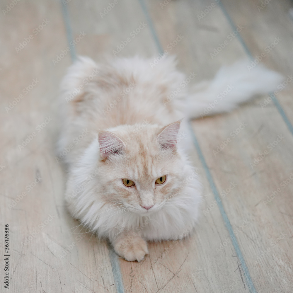 Fototapeta premium young maine coon cat in the room