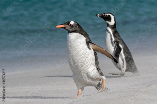 Gentoo Penguin walking with a Magellanic Penguin