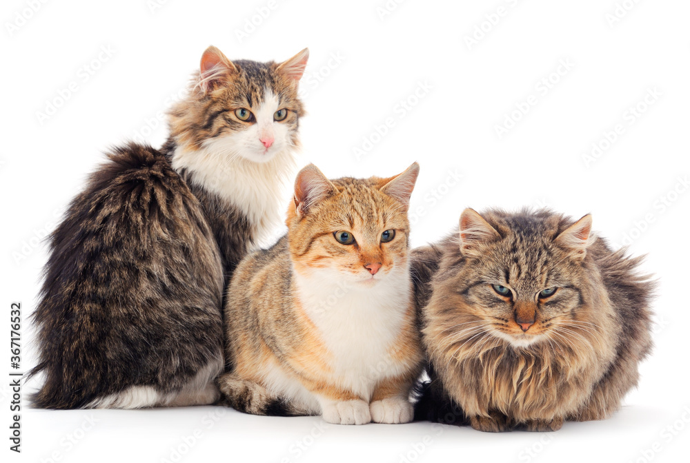 Obraz premium Three house cats.