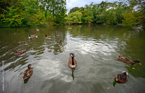 Canada geese and ducks on a small lake in Dulwich Park. This public park is for local people in Dulwich Village. Dulwich is in south London. photo