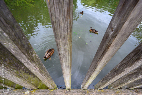 Ducks on a lake in Dulwich Park seen through railings. This public park is for local people in Dulwich Village. Dulwich is in south London. photo
