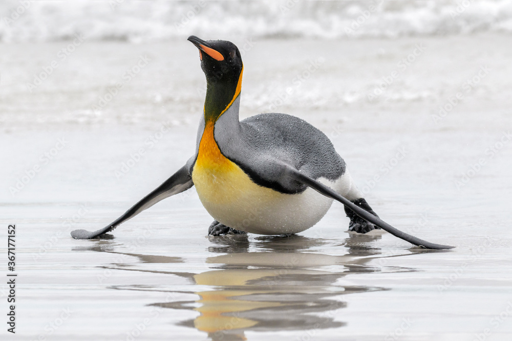 Fototapeta premium King Penguin coming ashore
