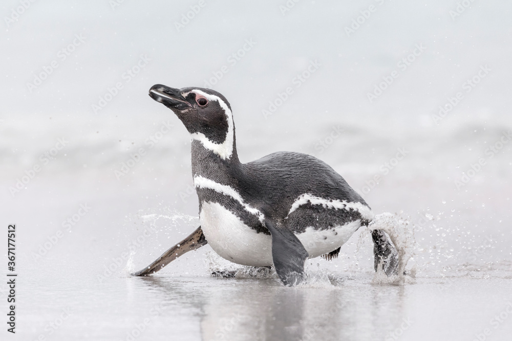 Obraz premium Magellanic Penguin coming ashore