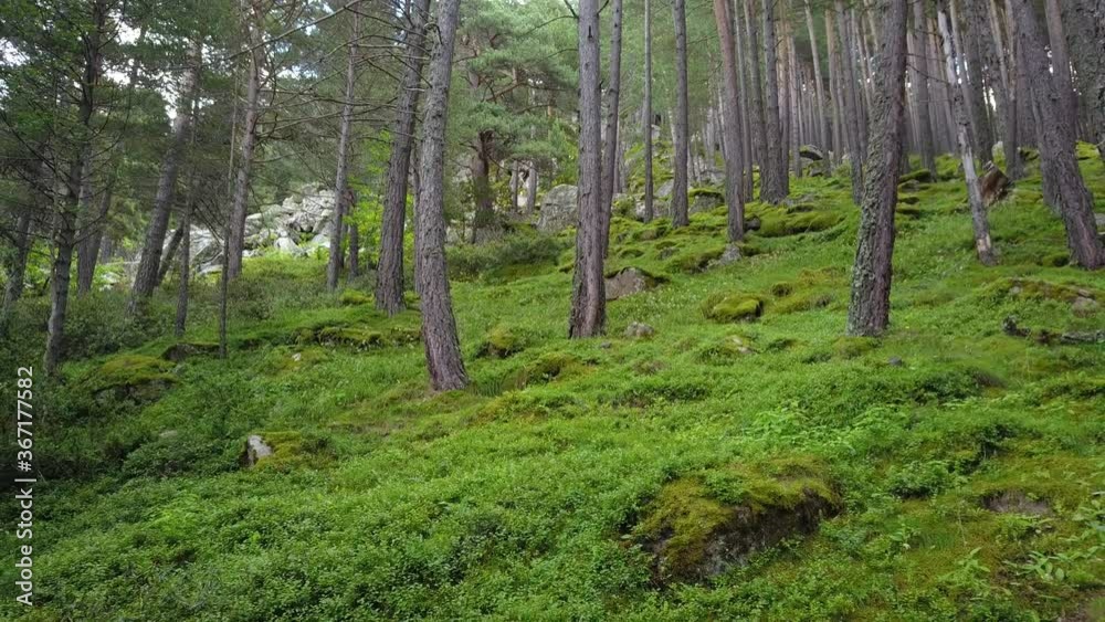 Bosque en primavera por luz suave 4k Bosque en primavera por luz suave 4k