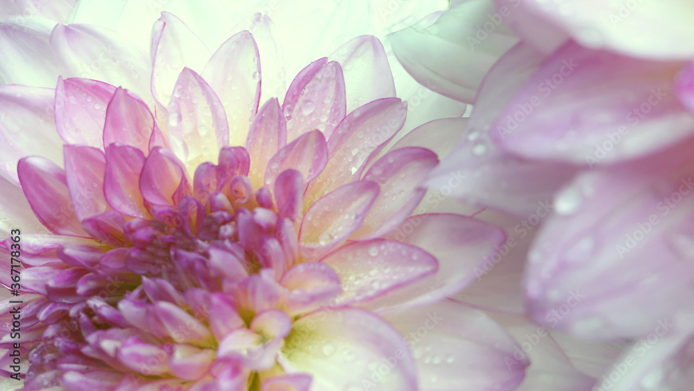 close up of pink dahlia flower with water drops