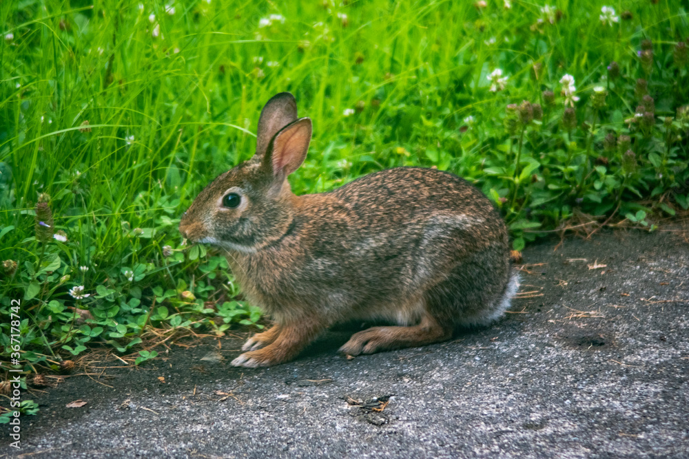 Fototapeta premium rabbit in the grass