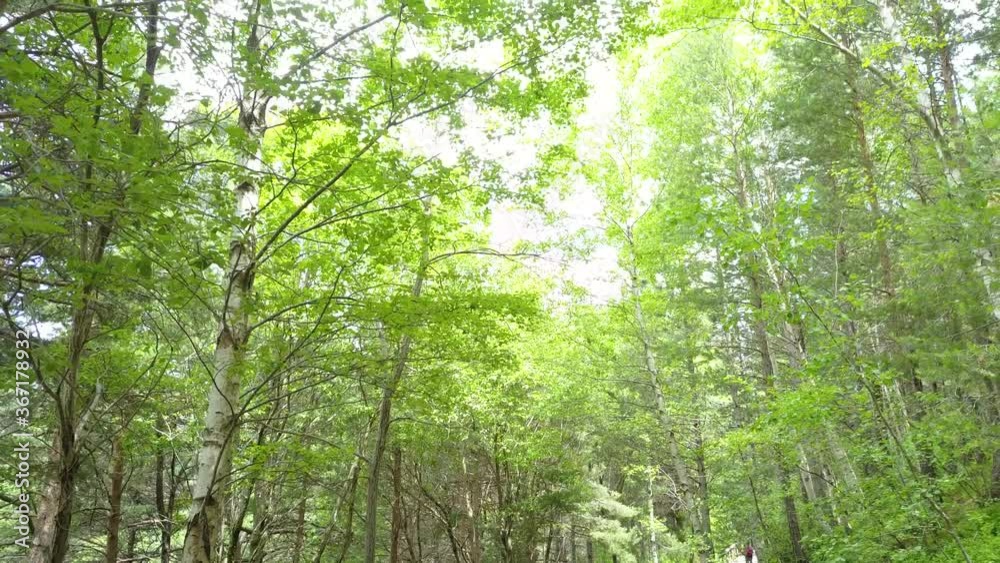 Bosque en primavera por luz suave 4k Bosque en primavera por luz suave 4k