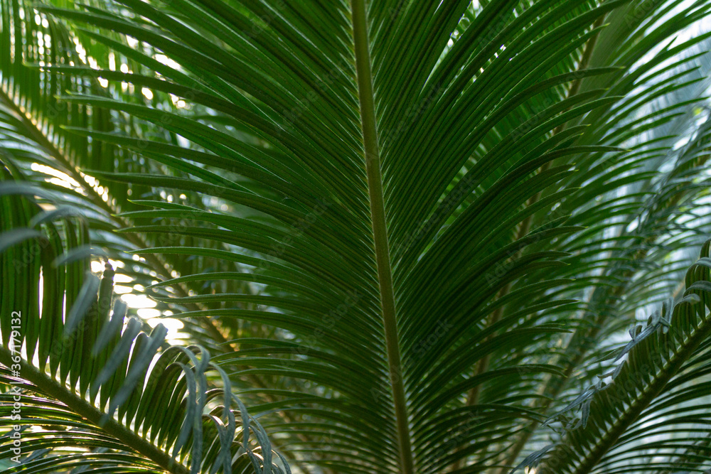Palm tree in a botanical garden
