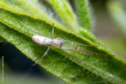 Tetragnatha sp spider posed on a leaf waiting for preys © Jorge