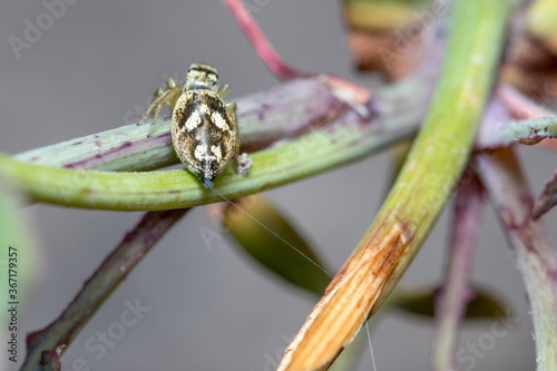 Heliophanus tribulosus spider walking on a plant looking for preys photo