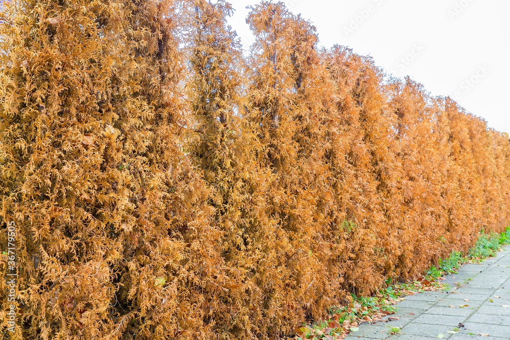 Row of dried brown conifers as hedge in garden Row of dried brown conifers as hedge in garden