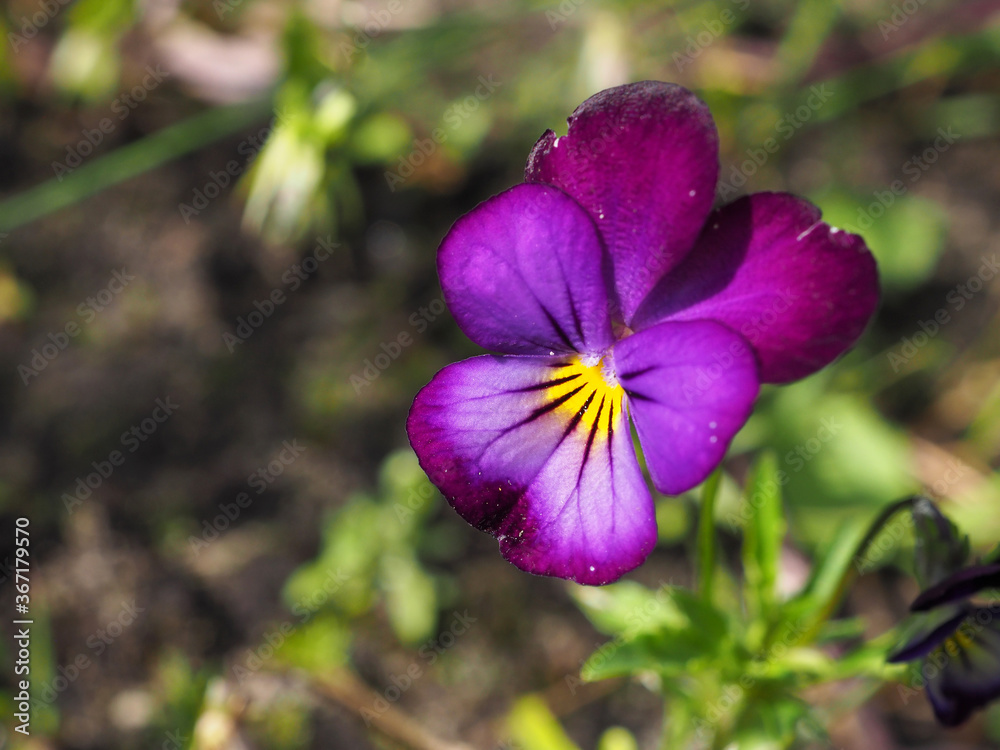 The yellow-violet pansy closeup on the green natural background The yellow-violet pansy closeup on the green natural background