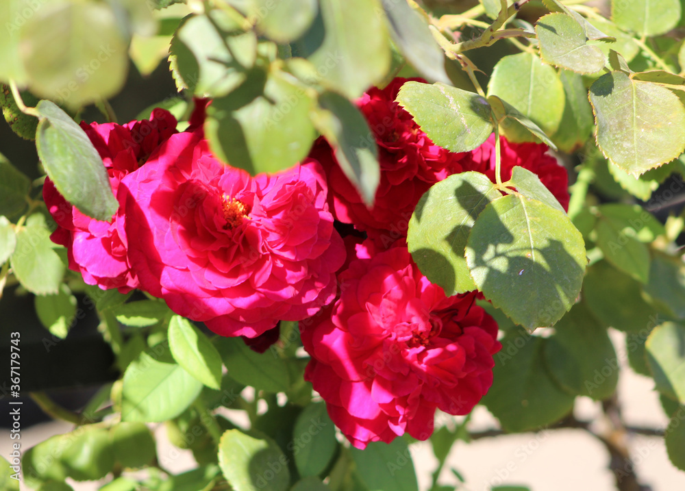 Obraz premium Pink roses bouquet at Rose Garden in El Retiro Park, Madrid.