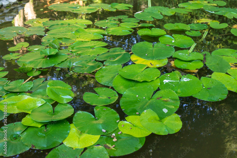 Lotus leaves in a botanical garden and fish swimming under them Lotus leaves in a botanical garden and fish swimming under them