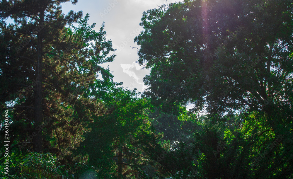 Fototapeta premium Trees in a botanical garden