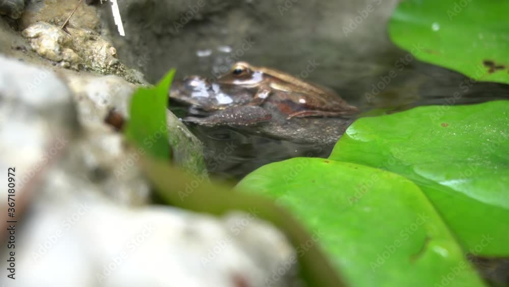 Duttaphrynus melanostictus is one of the common toads found in open areas along river banks. A toad resting at the waterlily pond with a small frog on it. Duttaphrynus melanostictus is one of the common toads found in open areas along river banks. A toad resting at the waterlily pond with a small frog on it.