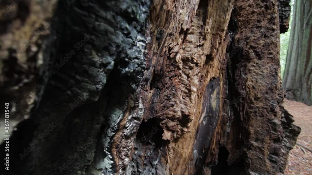 Charred Burnt Out Trunk Of Redwood Tree. Close Up, Slow Pan Up Charred Burnt Out Trunk Of Redwood Tree. Close Up, Slow Pan Up