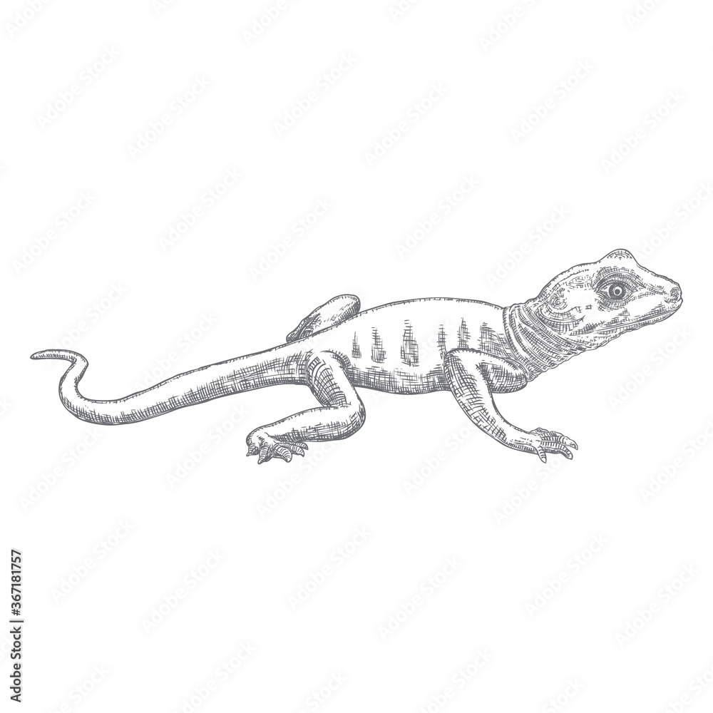 Lizard or gecko lizard isolated and hand drawn. Vector Lizard or gecko lizard isolated and hand drawn. Vector