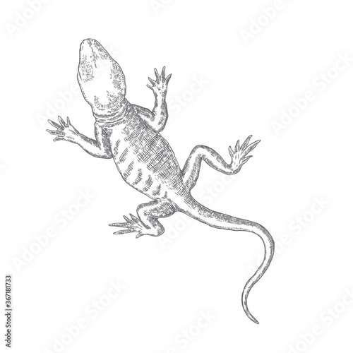 Lizard or gecko lizard isolated and hand drawn. Vector