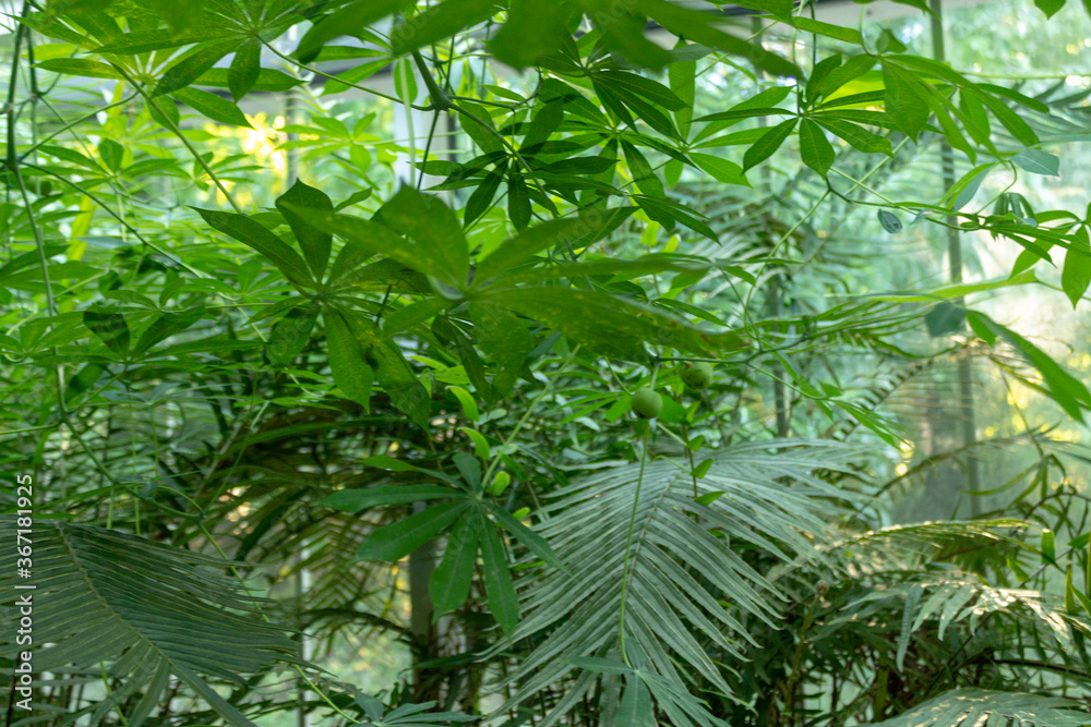 Fototapeta premium Plants in a glasshouse inside a botanical garden