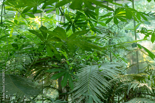 Plants in a glasshouse inside a botanical garden