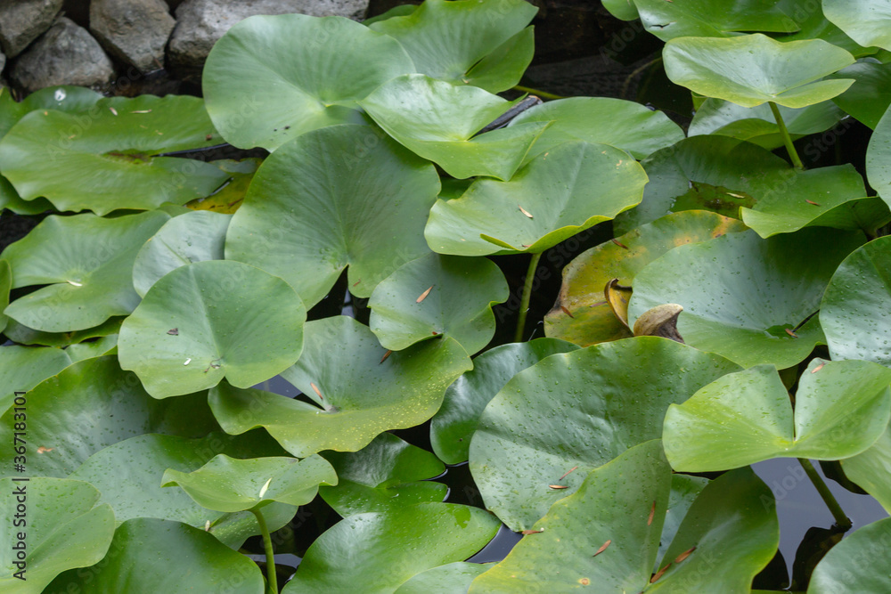 Fish swimming under lotus leaves Fish swimming under lotus leaves