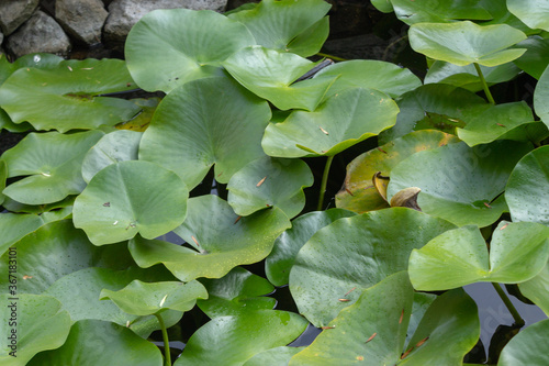 Fish swimming under lotus leaves 