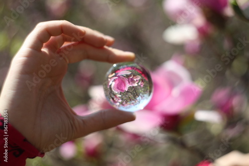 glass ball and blooming pink magnolia