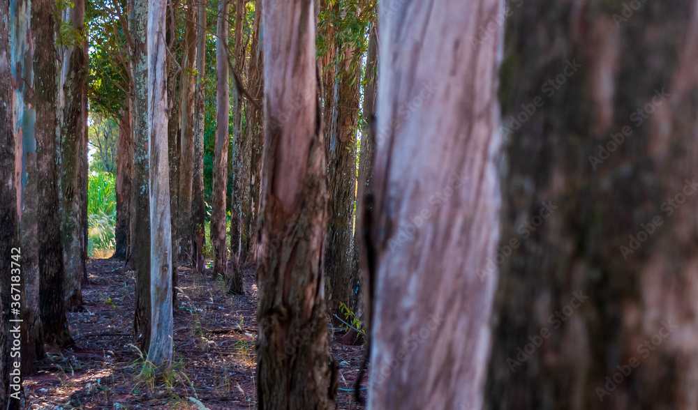 Naklejka premium Floresta - árvores de eucalipto