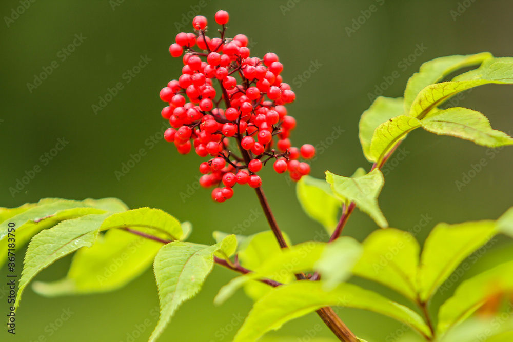 Red elderberries on the north Oregon coast. Red elderberries on the north Oregon coast.