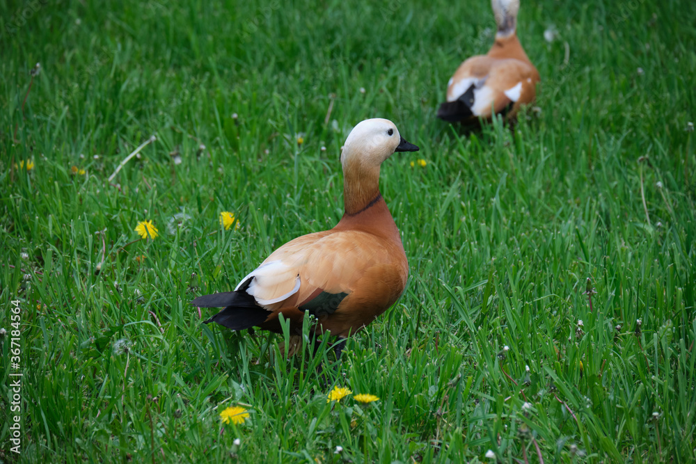 Obraz premium two red ducks are walking on a green lawn