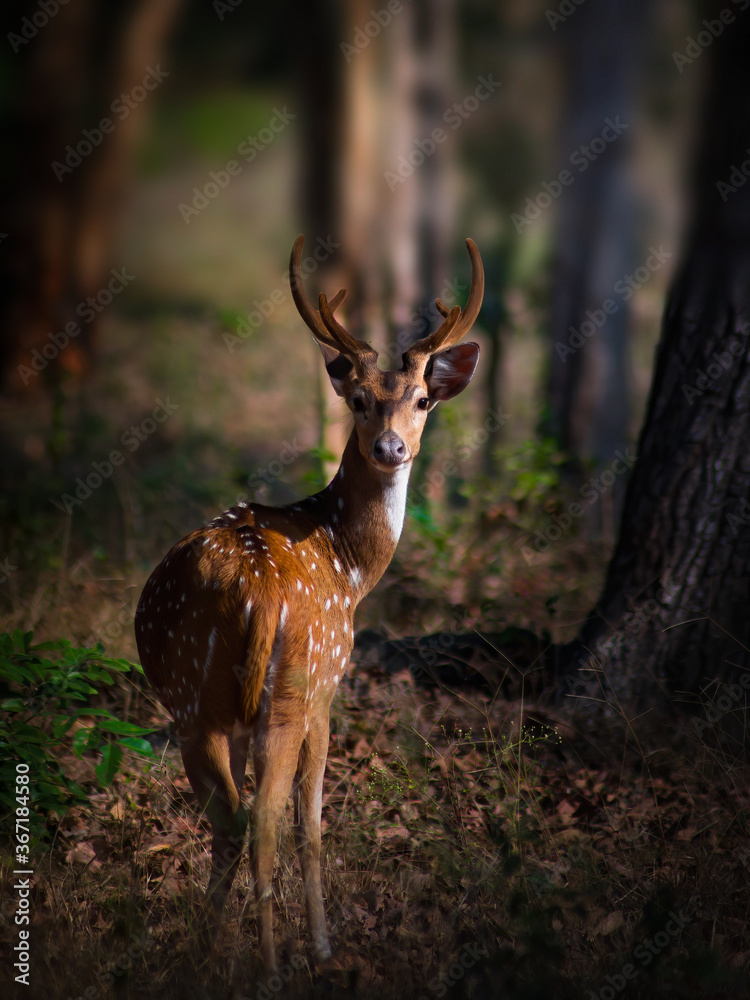 Fototapeta premium Spotted Deer at Mudumalai Forest 