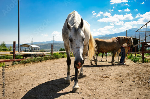 white horse in a field