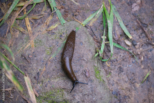 slug is going home in autumn forest after rain photo